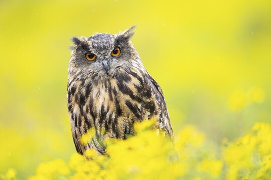 Eurasian eagle-owl (Bubo bubo), captive, sitting in midddle of a sea ​​of ​​yellow flowers, Pyrenees, Catalonia, Spain