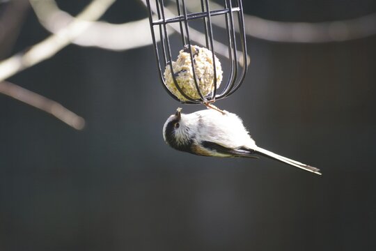 Long-tailed Tit (Aegithalos caudatus), tit dumpling, hungry, Germany, close-up of the long-tailed tit in front of a dark background