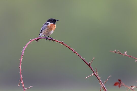 A male stonechat (Saxicola rubicola) in breeding plumage, singing station, breeding area, Germany