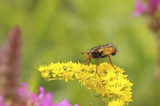 Hedgehog fly (Tachina fera), collecting nectar from a yellow flower of Solidago canadensis (Solidago canadensis), close-up, macro photograph, Wilnsdorf, North Rhine-Westphalia, Germany