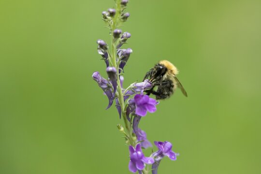 Common carder bumblebee (Bombus pascuorum) adult bee insect feeding on a garden Toadflax flower in summer, England, United Kingdom