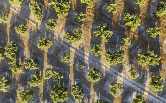 Cultivated olive trees (Olea europaea) and track, aerial view, drone shot, C&oacute;rdoba province, Andalusia, Spain