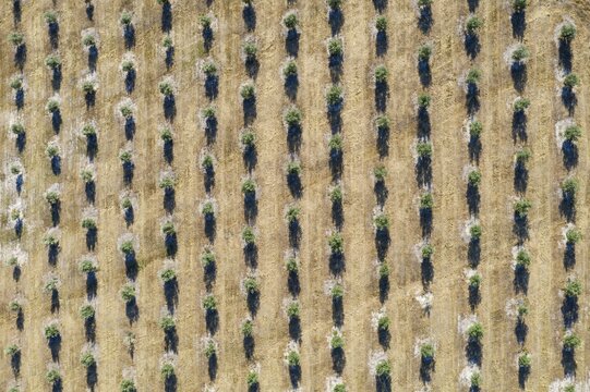 Cultivated olive trees (Olea europaea), aerial view, drone shot, C&oacute;rdoba province, Andalusia, Spain