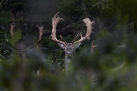 The fallow deer (Dama dama) are still travelling together, but in 3 weeks at the latest they will become rivals in the rut, Feistzeit, Germany