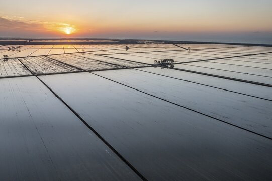 Flooded rice fields in May at sunrise, aerial view, drone shot, Ebro Delta Nature Reserve, Tarragona province, Catalonia, Spain