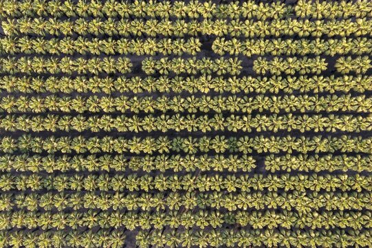 Nursery with rows of cultivated Desert Fan Palms (Washingtonia filifera), aerial view, drone shot, Ebro Delta Nature Reserve, Tarragona province, Catalonia, Spain