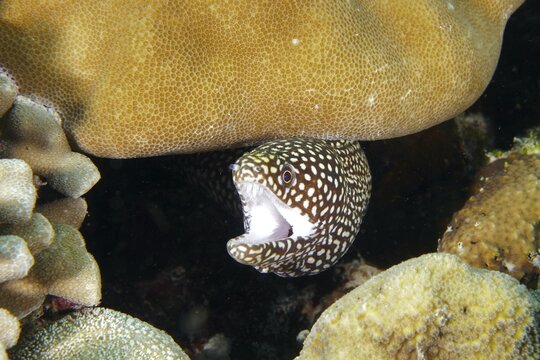 Lurking pearl moray, white-mouthed moray (Gymnothorax meleagris) appears partly between corals. Coral Garden Dive Site, Menjangan, Bali, Indonesia