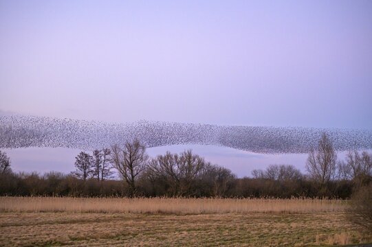 A flock of starlings (Sturnus vulgaris) forms impressive patterns in front of a colourful sky at sunset, D&uuml;mmer nature park Park, Lower Saxony, Germany