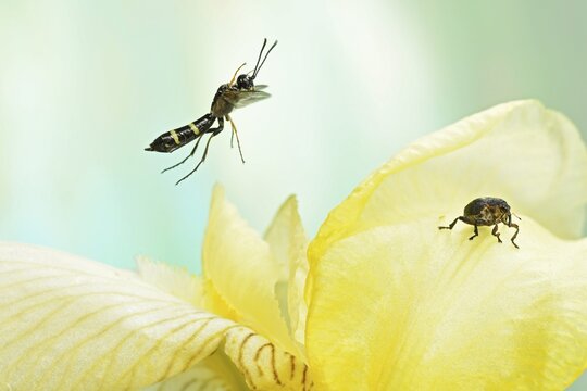 Cereal wasp (Cephus pygmaeus) in flight on the flowers of the marsh iris (Iris pseudacorus)