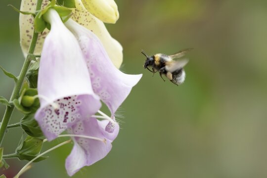 Buff tailed bumblebee (Bombus terrestris) adult bee insect flying towards a garden Foxglove flower in summer, England, United Kingdom