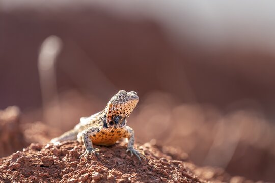 Galapagos lava lizard (Microlophus albemarlensis), on reddish soil, view into the distance, dry environment, Galapagos Islands, Gal&aacute;pagos Province, Ecuador