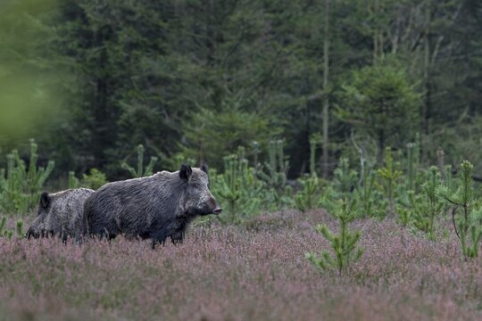 Two wild boar streams (Sus scrofa) stand carefully between withered broom heath, alert, eyes, Denmark