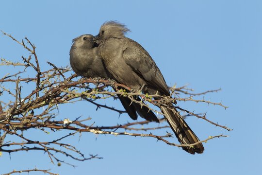 Grey Lourie or Grey Go-Away-Bird (Corythaixoides concolor), pair, Okavango Delta, Moremi Wildlife Reserve, Botswana