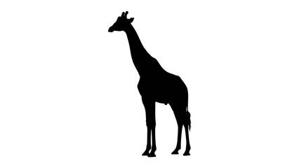 Giraffe Silhouette: A striking black silhouette of a giraffe stands tall against a clean white background. © Asma