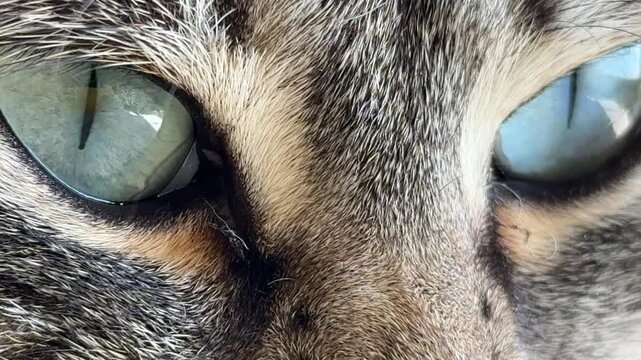 Cat eyes macro closeup of a domestic tabby feline showing incredible detail and beautiful patterns in the iris for animal behavioral concepts