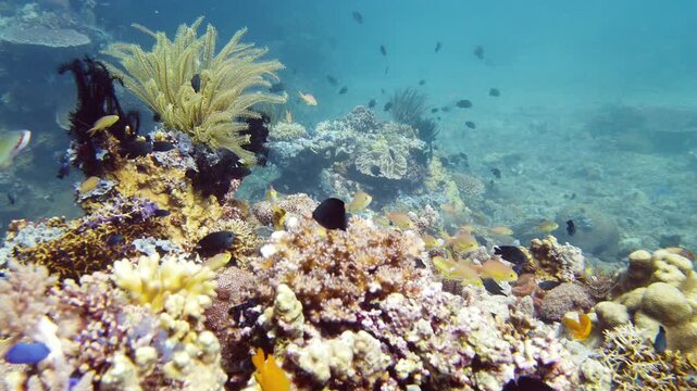 Underwater fish reef marine. Tropical colorful underwater seascape with coral reef. Leyte, Philippines.