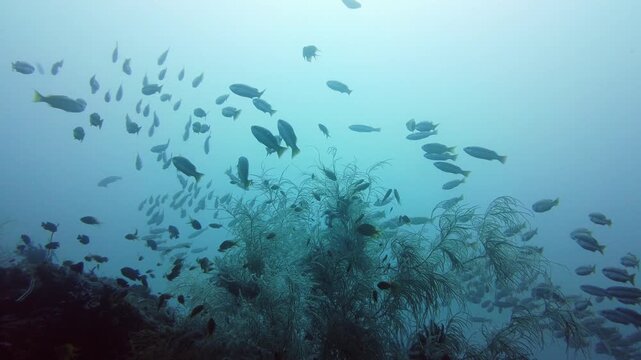 A school of tropical fish in blue water. Reef underwater with fishes and marine life. Shoal of fishes. Leyte, Philippines.