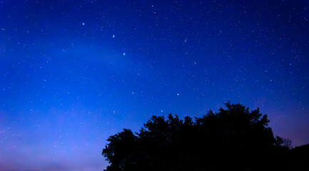 Fototapeta premium A brilliant starry night sky shines brightly above the dark silhouette of trees.