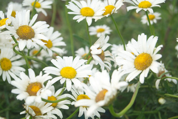Fototapeta premium Group of white daisies with bright yellow centers and green stems growing in a lush meadow, close-up floral background.