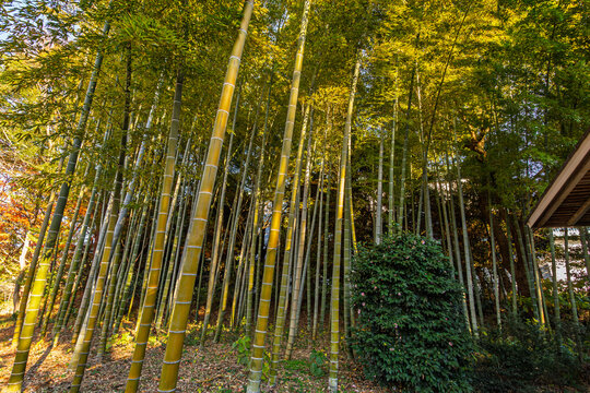 Beautiful bamboo grove and evergreen shrub near the eaves of a Japanese building at the Imperial Palace East Gardens December 2023