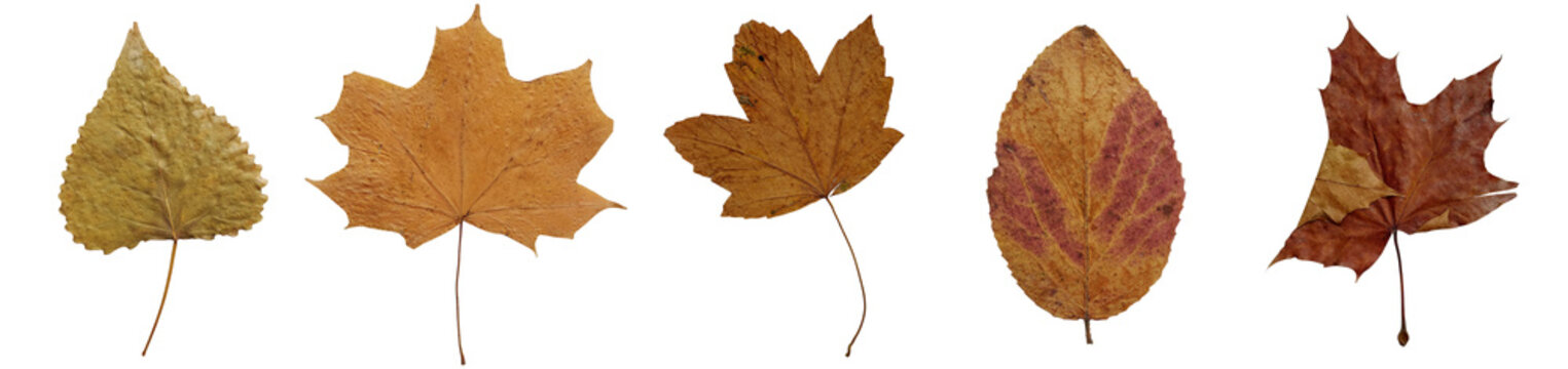 Flat lay composition of dry autumn leaves with textured details for fall designs on a transparent background