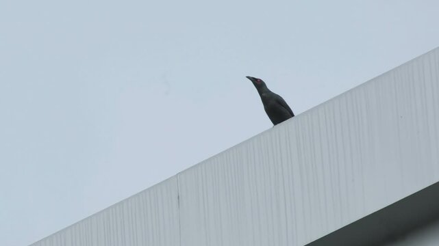 Asian Glossy Starling Giving Synchronized Calls with Visible Beak and Throat Movement in Palawan Philippines
