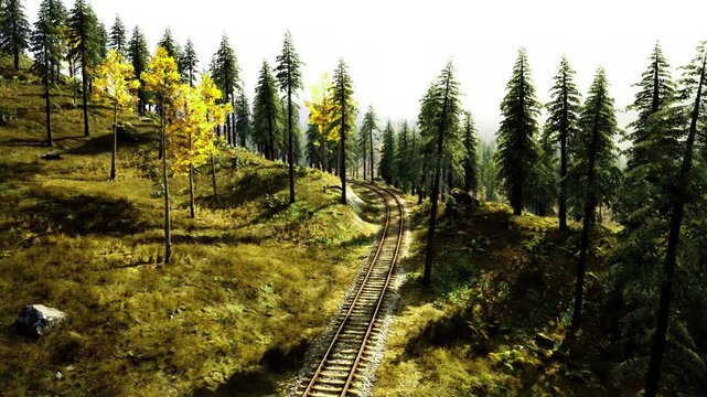 Sunlit forest hillside with wooden tracks, golden aspens and pine clusters casting long shadows across grassy slope calm atmosphere invites slow hike, mindful