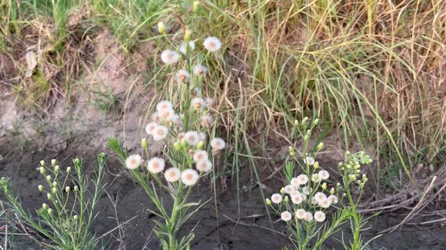 Close-up of Flaxleaf Fleabane (Erigeron bonariensis) / Canadian Horseweed Plant Blooming Outdoors