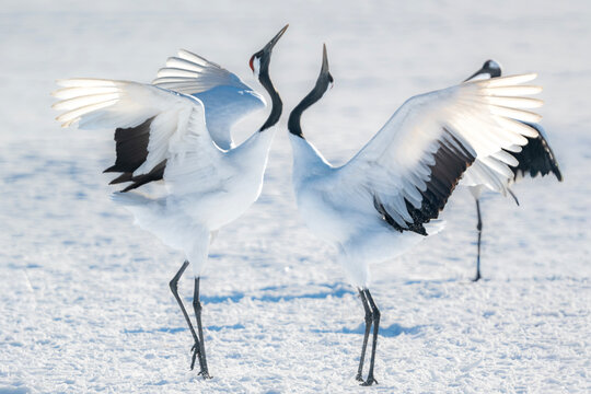 北海道で見られる日本を代表する美しい野鳥、冬の雪原で舞う真白な優雅なタンチョウ