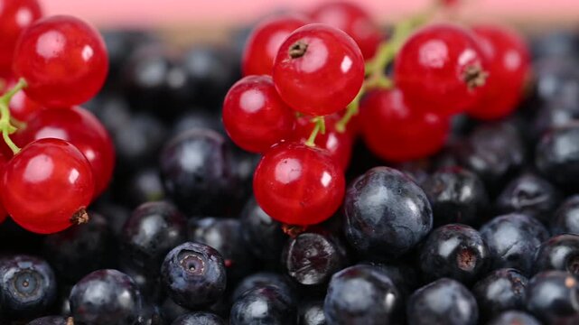  video of ripe wild blueberries and currants
