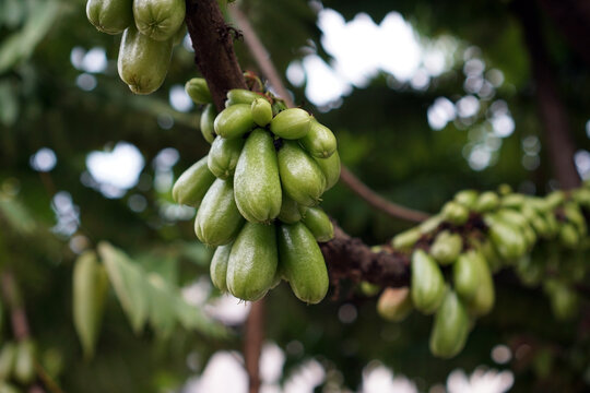 Starfruit (Averrhoa bilimbi), also known as vegetable starfruit hang in clusters from a tree branch. Leaves surround them with soft, natural light. Background blurs to emphasize the fruits' vibrant co