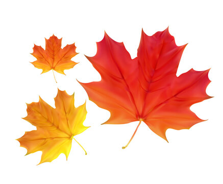 Three vibrant maple leaves in autumn colors on a white background