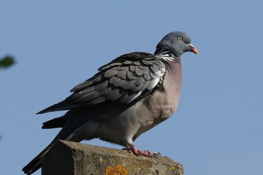 pigeon ramier