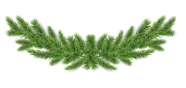 Realistic evergreen boughs with needles on a white background festive winter foliage illustration