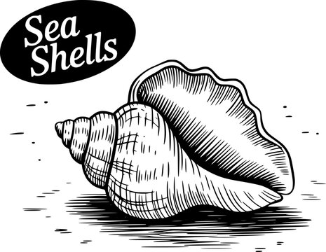 A hand-drawn black and white of a conch sea shell with the text sea shells in an oval