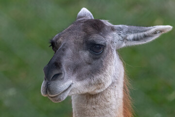 Obraz premium Guanaco portrait facing left against blurred green meadow background featuring calm peaceful mood