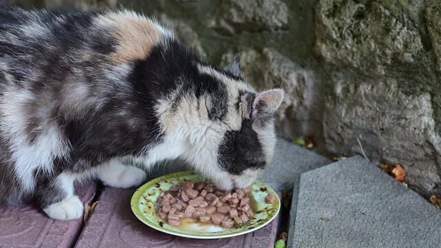 a tricolor stray cat hungrily eating chunky wet food from a small plate on outdoor paving stones.