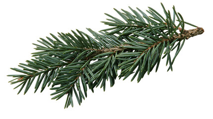 Green fir tree branch with needles © Lena