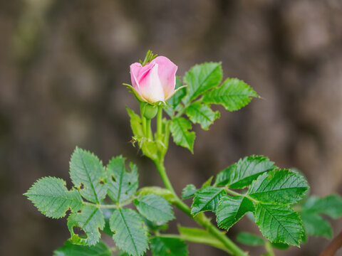 Pink wild rose bud and green leaves.