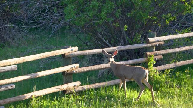 Mule Deer Walking through Buckboard Campground in Manti-La Sal National Forest, Utah