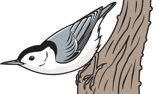 Vector illustration of a white breasted nuthatch climbing down a tree trunk with nuthatch wildlife climbing illustration feathers woodland ornithology birdwatching movement behavior