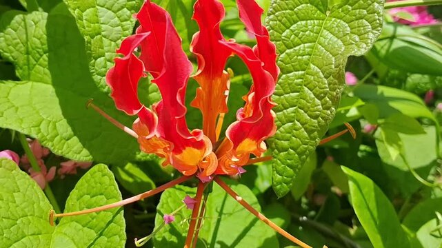 Close-up of a vibrant Gloriosa superba flower in natural sunlight-Horizontal.