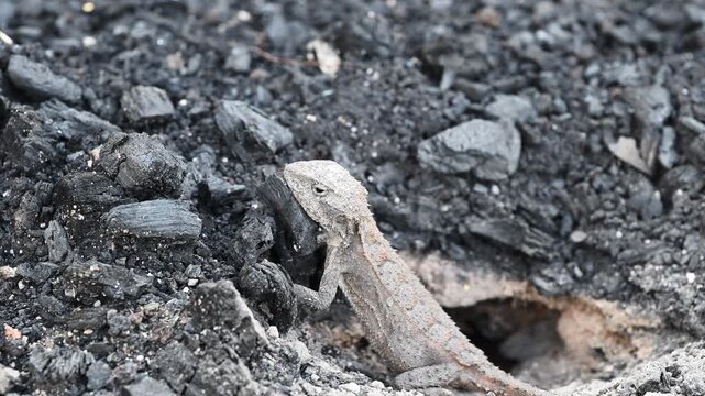 Small grey lizard digging a nesting burrow for egg laying in rocky ground of the Blue Mountains near Sydney, New South Wales, Australia. Wildlife, reptile behavior, natural habitat.