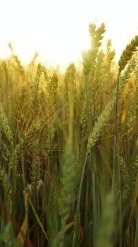 The camera moves slowly among ripe wheat ears at sunset. Vertical video