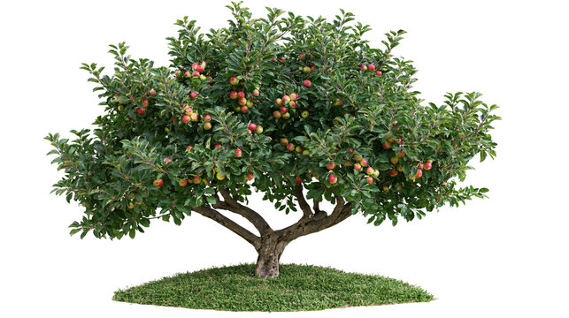 Fruiting apple tree with red and green apples on green grass