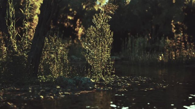 Sunlit reeds by reflective pond with golden hour glow illuminating shimmering ripples, soft breeze moving foliage, warm backlight creating sparkles on water,