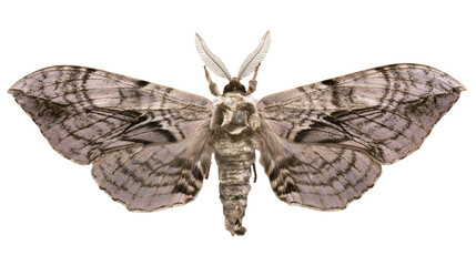 Gray moth with intricate wing patterns and feathery antennae © Veikko