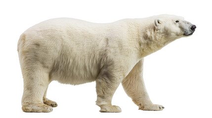 Polar bear walking on white surface © Veikko