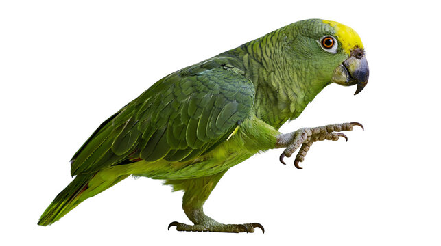 Green parrot with yellow head and orange eye