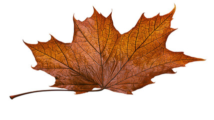 Fototapeta premium Brown maple leaf with intricate veins and serrated edges